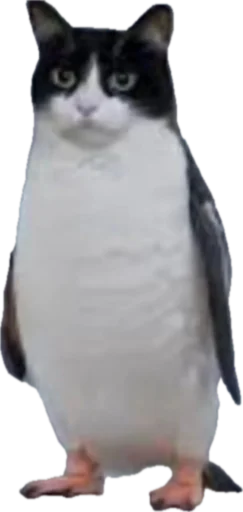 Стикер jojapack - 1