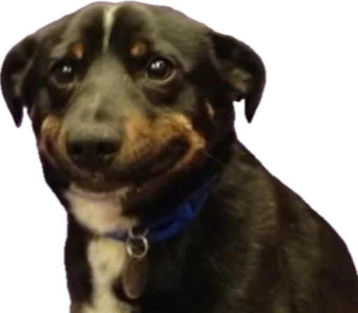 Стикер jojapack - 1