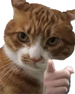 Sticker ЖОЖА - 10