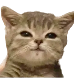 Sticker ЖОЖА - 4