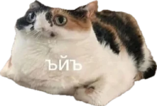 Sticker ЖОЖА - 6