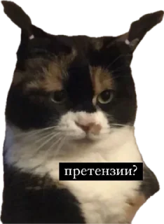 Sticker ЖОЖА - 1