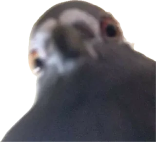 Sticker ЖОЖА - 7