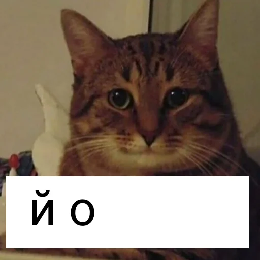 text cat small to medium-sized cats