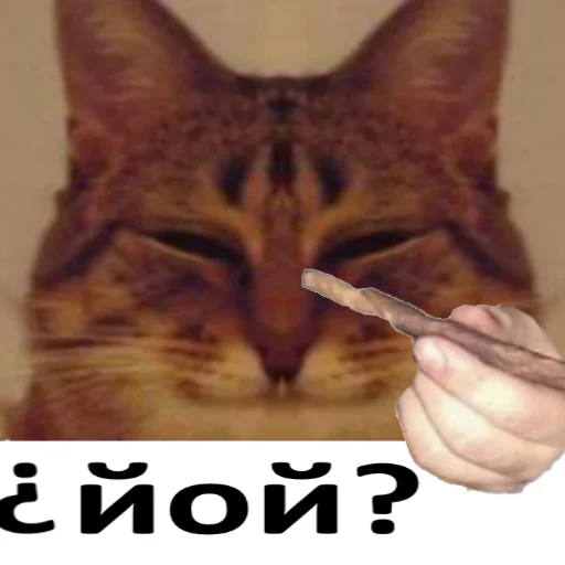 text cat small to medium-sized cats