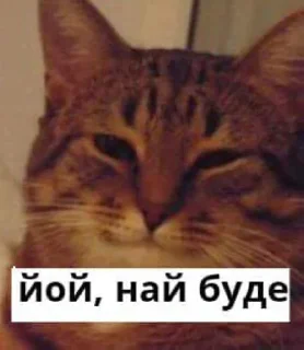 йой, най буде @ukrainiatrash - кошка