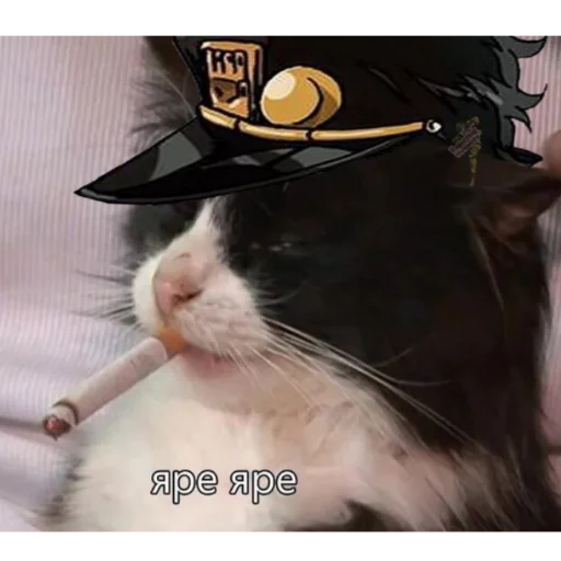 cat animal small to medium-sized cats