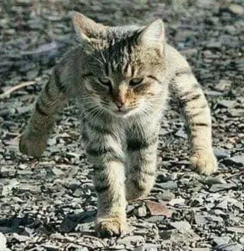 Стикер сдохла когда краш это мать - 1