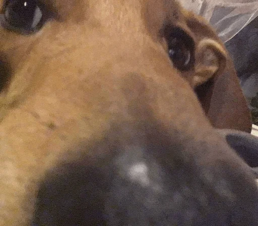 dog breed pet animal