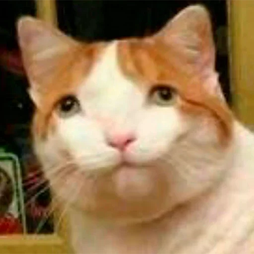 млекопитающее животное кошка