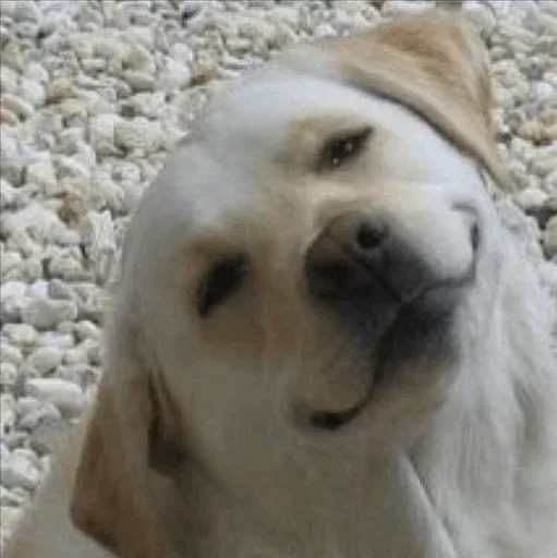 животное млекопитающее собака