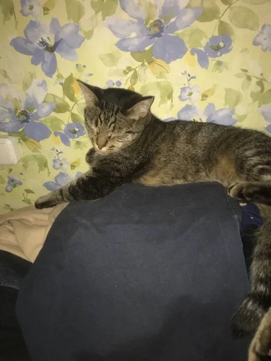 кошки малого и среднего размера кошачьи кошка