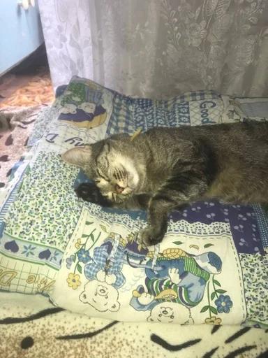 животное кошки малого и среднего размера комнатный