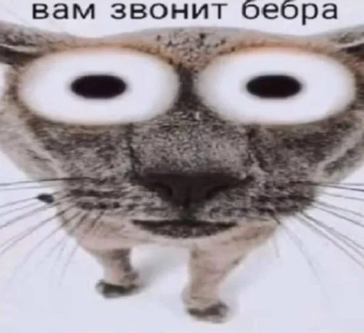 животное СМС сова