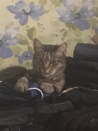 small to medium-sized cats felidae mammal