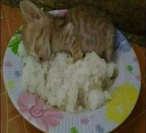 комнатный пища млекопитающее