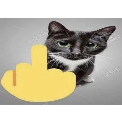 кошки малого и среднего размера домашняя кошка млекопитающее