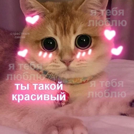 животное млекопитающее кошка