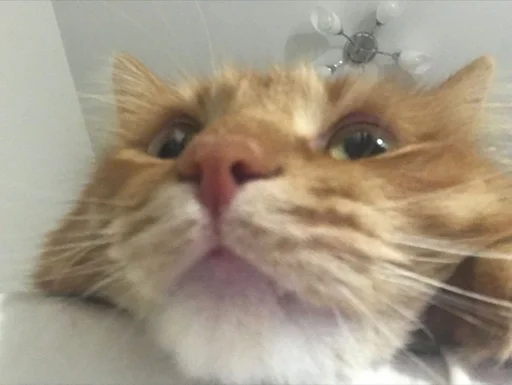 Sticker jopa😭 :: @fStikBot - 8