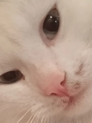 Sticker jopa😭 :: @fStikBot - 7