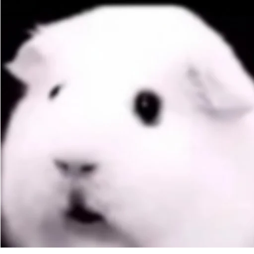 Стикер леон бравл старс пол это лава кобяков - 1