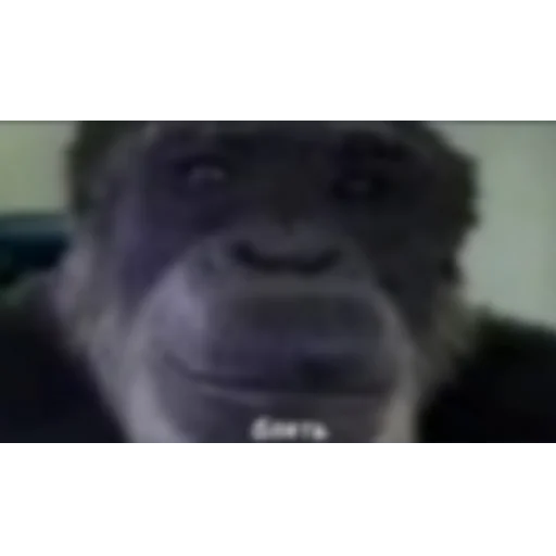 Стикер леон бравл старс пол это лава кобяков - 0