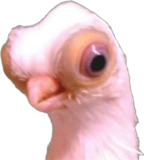 Стикер жопа - 0