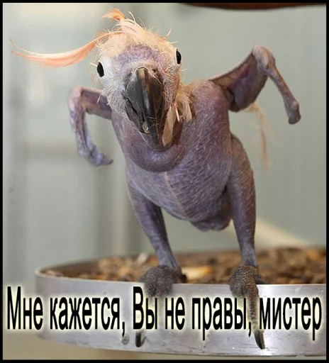 animal mammal dinosaur