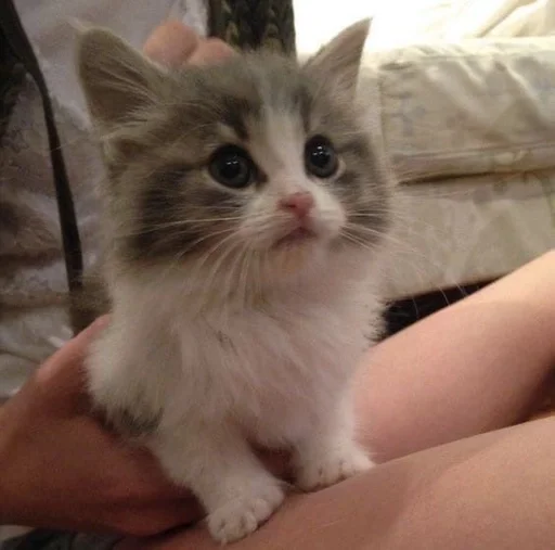 cat domestic cat small to medium-sized cats