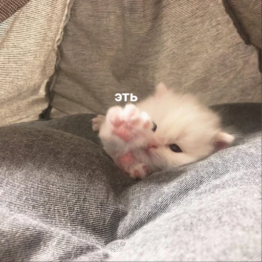 mammal animal small to medium-sized cats