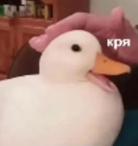 Sticker AgleyIdeaYince :: @fStikBot - 11