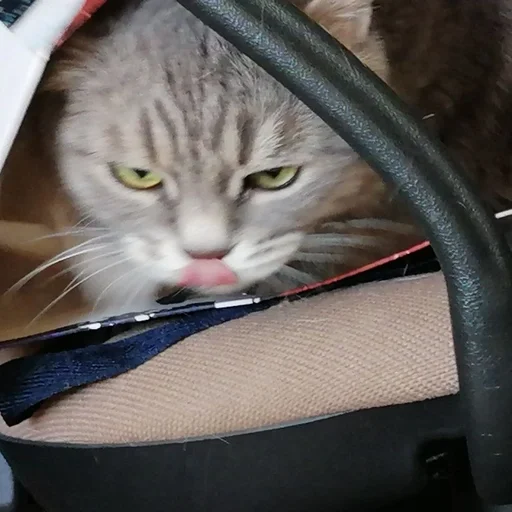 муся джуся :: @fStikBot - кошки малого и среднего размера