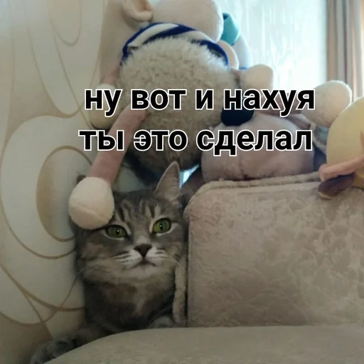 комнатный кошки малого и среднего размера домашняя кошка