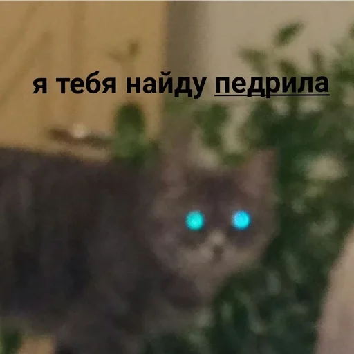 животное кошка кошки малого и среднего размера