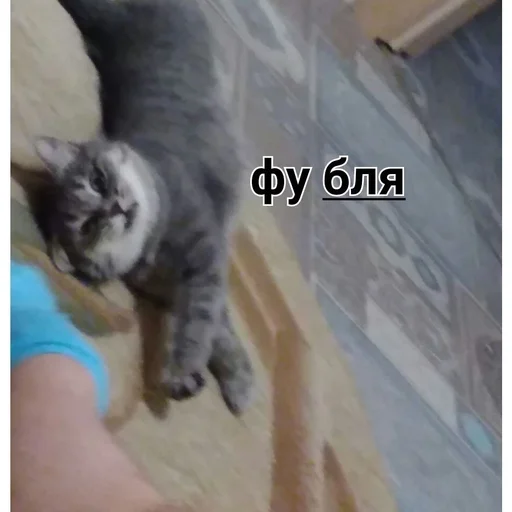 животное млекопитающее кошка