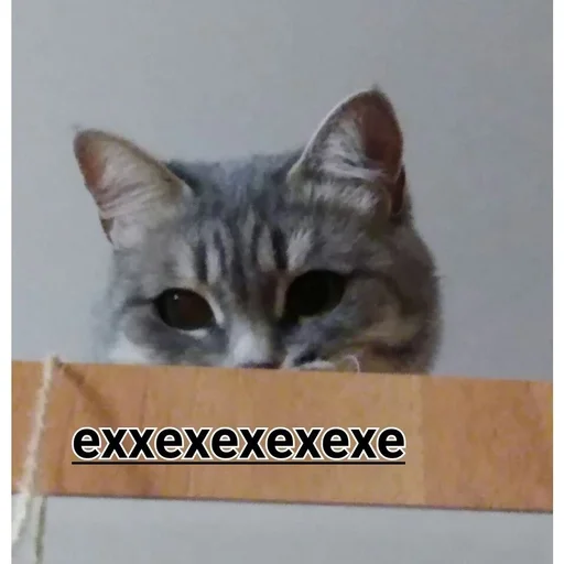 кошки малого и среднего размера кошачьи усы