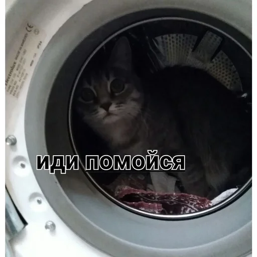 приспособление кухонный прибор кошка