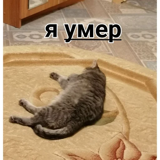 кошки малого и среднего размера кошачьи животное