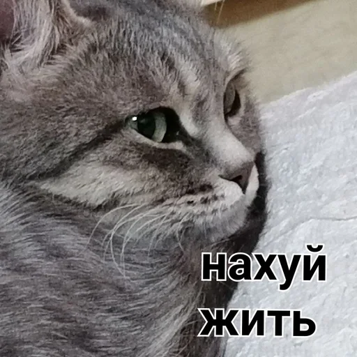 животное млекопитающее кошка