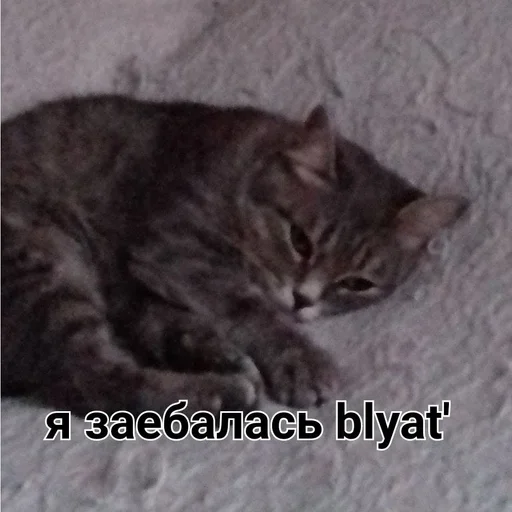 животное млекопитающее кошка