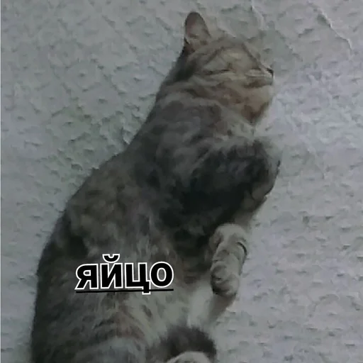 животное млекопитающее кошка