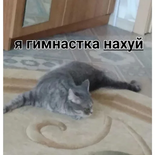 животное млекопитающее кошки малого и среднего размера