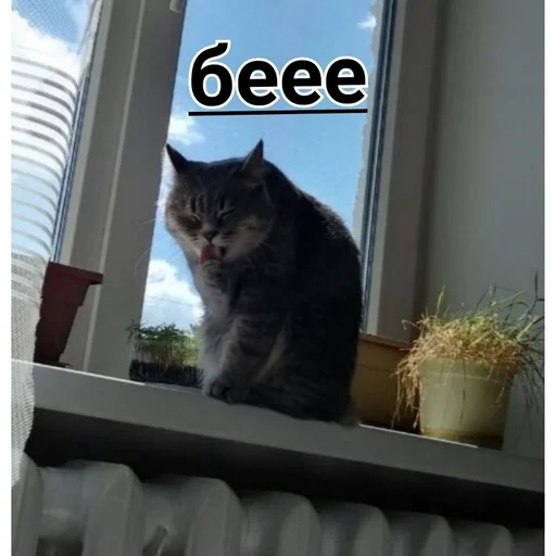 окно кошки малого и среднего размера кошачьи