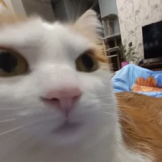 Sticker юля кинн момент - 10