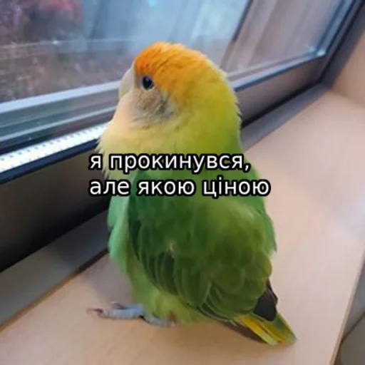 Стикер jmemes - 7