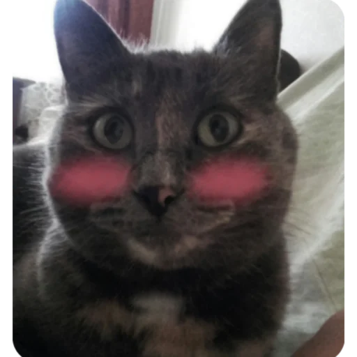 Sticker ФОТОКАРТИНКИ ЖУМБИКА - 1