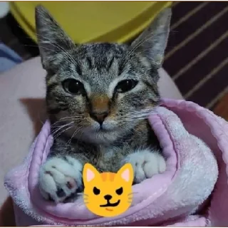 Стикер котики by @justcut3 - 11