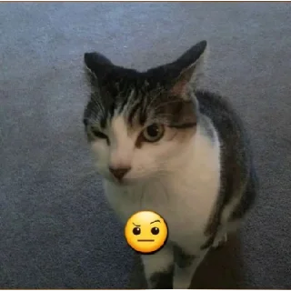 Стикер котики by @justcut3 - 2