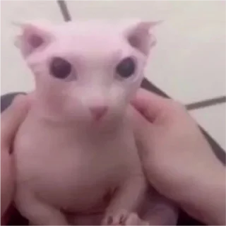 Стикер Больше стикеров: @capybarastiker - 2