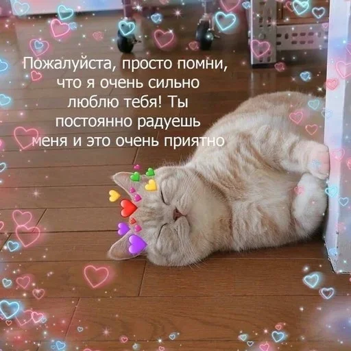 СМС кошка кошки малого и среднего размера